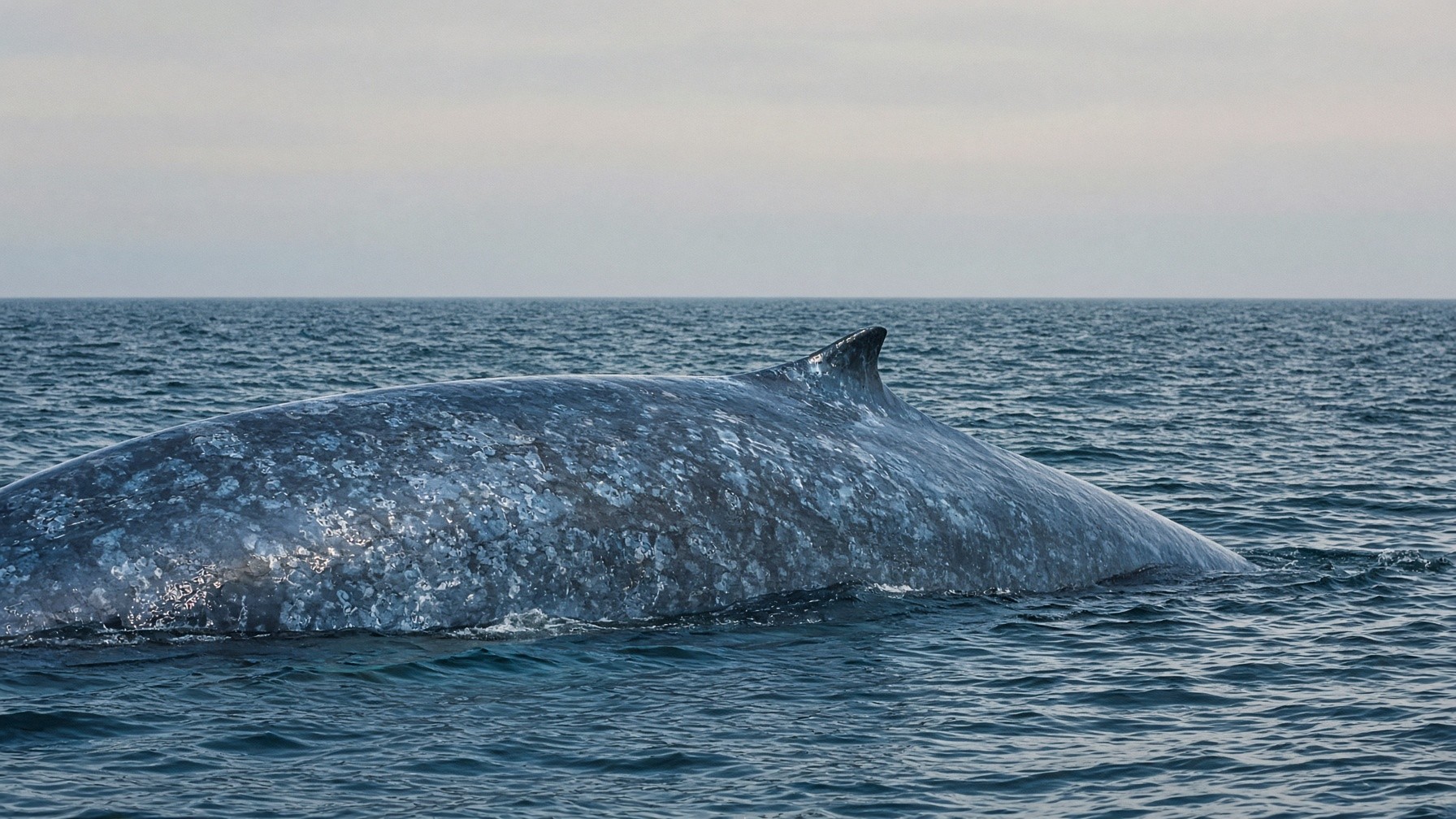 Blue whale