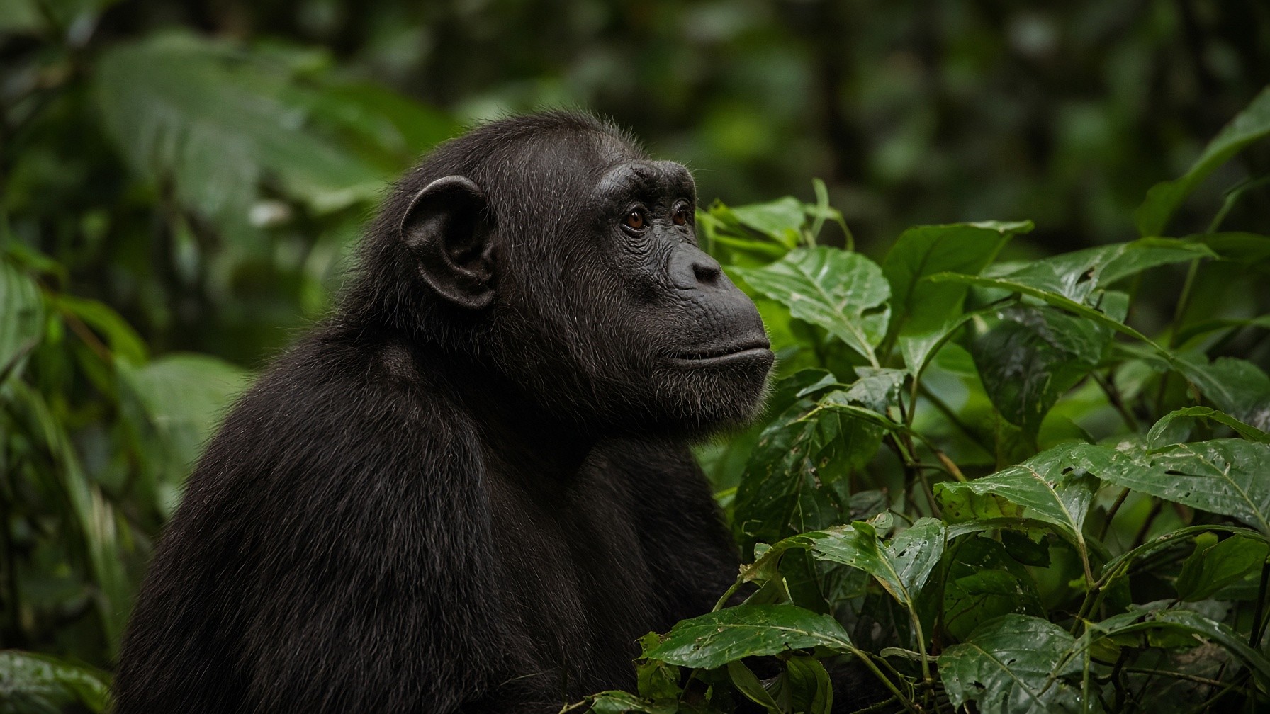 Chimpanzee