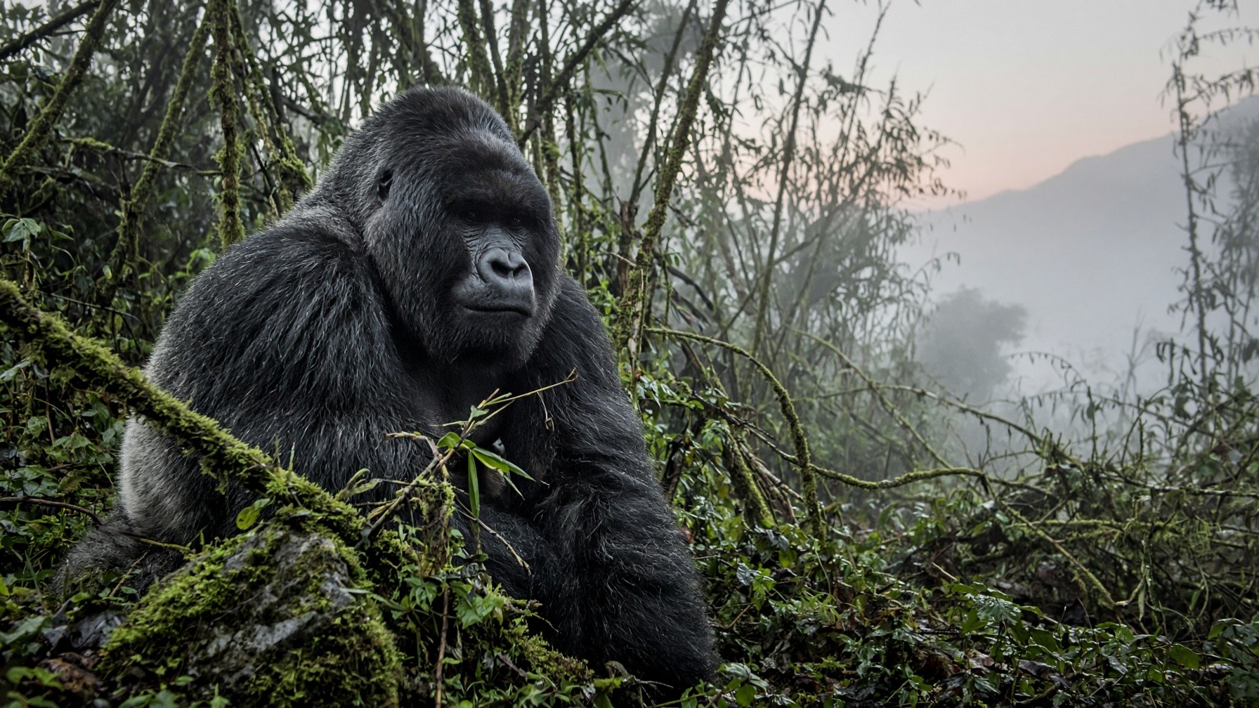 Mountain gorilla