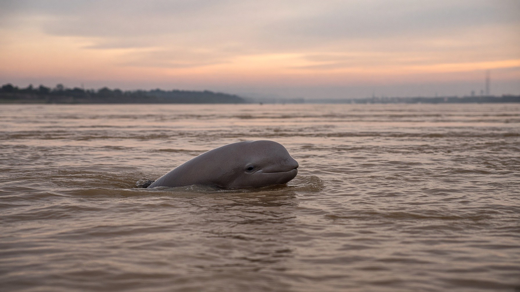 Yangtze finless porpoise